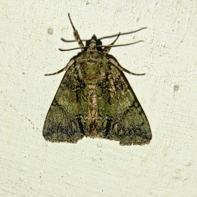 Polyphaenis sericata - selyemfényű erdeibagoly
