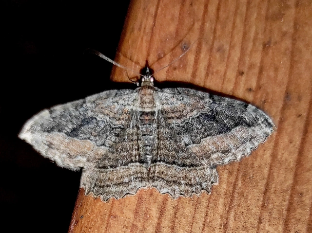 Philereme transversata - varjútövis-araszoló