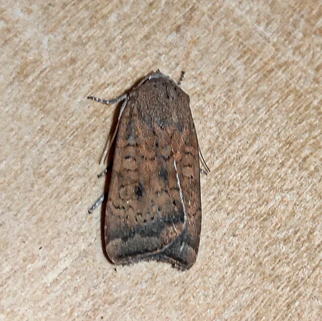 Noctua interjecta - zömök sárgafűbagoly