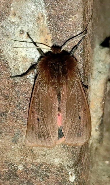 Phragmatobia fuliginosa - füstös medvelepke
