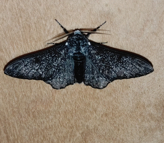 Biston betularia - szürkepettyes araszoló