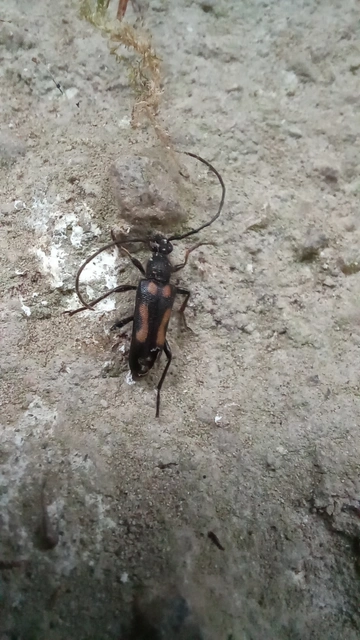 Anoplodera sexguttata - foltos virágcincér