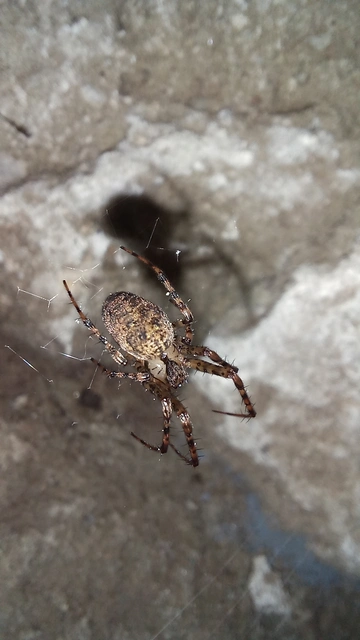 Metellina merianae - rejtett keresztespók