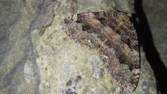 Triphosa dubitata - kutyabenge-araszoló