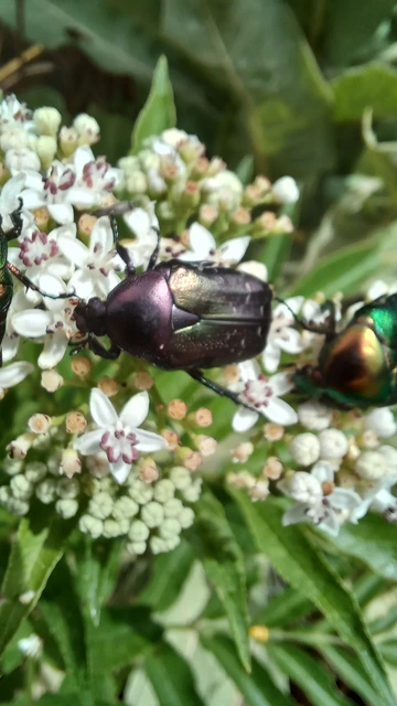 Cetonia aurata - aranyos virágbogár