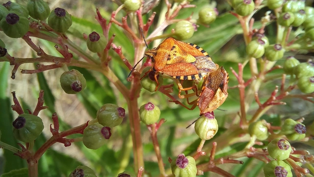 Carpocoris Carpocoris