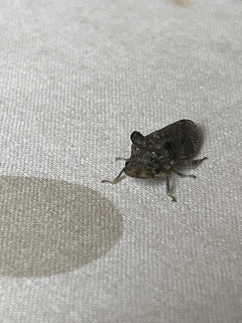 Ledra aurita - füleskabóca
