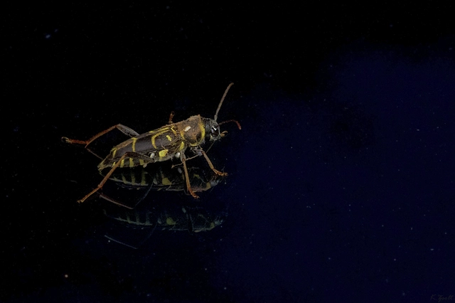 Xylotrechus antilope - fürge darázscincér