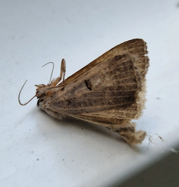 Lygephila craccae - gyakori csüdfűbagoly