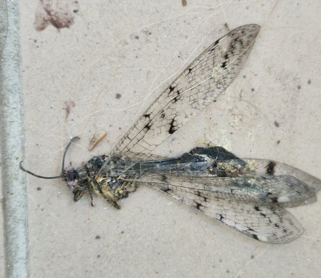 Distoleon tetragrammicus - négyfoltos hangyaleső