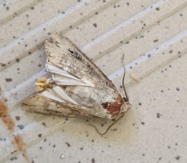Agrotis ipsilon - nagy földibagoly