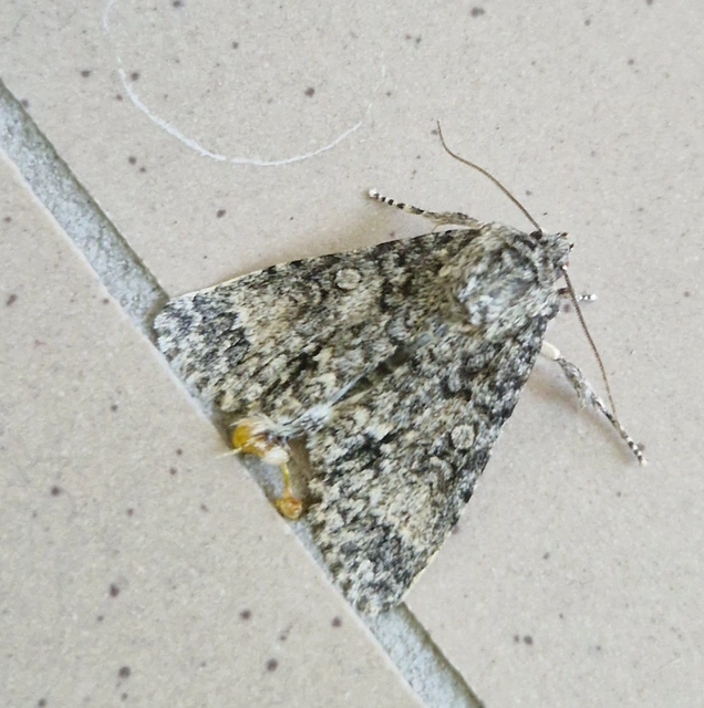 Acronicta megacephala - nagyfejű szigonyosbagoly