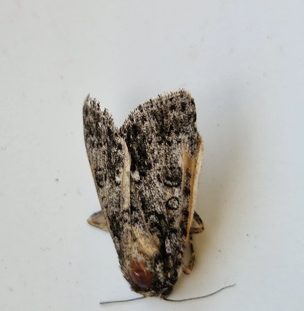 Acronicta rumicis - sóska-szigonyosbagoly