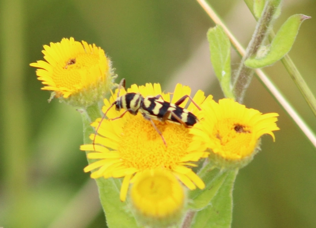 Echinocerus floralis - lucerna-darázscincér