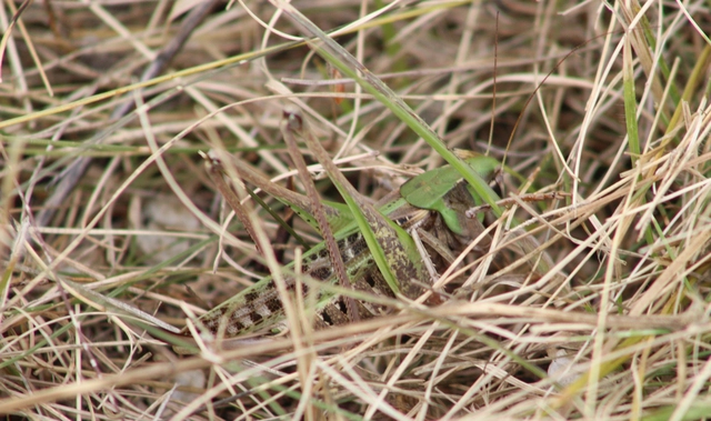 Decticus verrucivorus - szemölcsevő szöcske