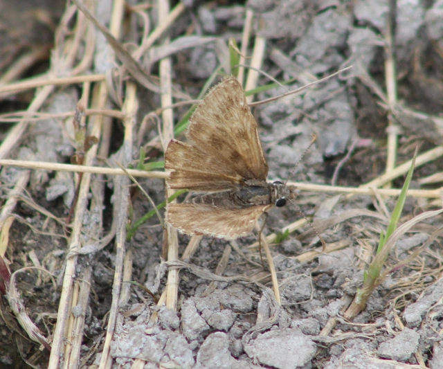 Erynnis tages - cigánylepke