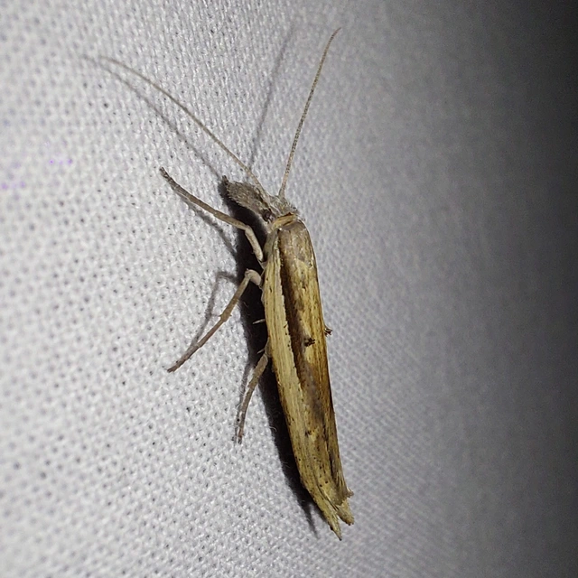 Ypsolopha mucronella - kecskerágómoly