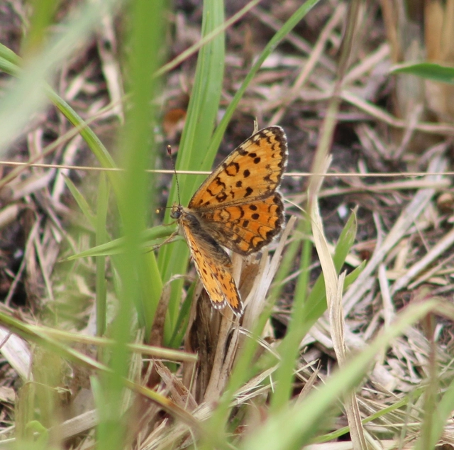 Melitaea trivia - kis tarkalepke