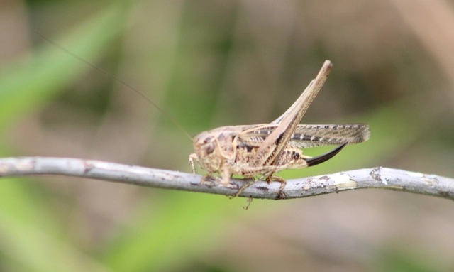 Platycleis