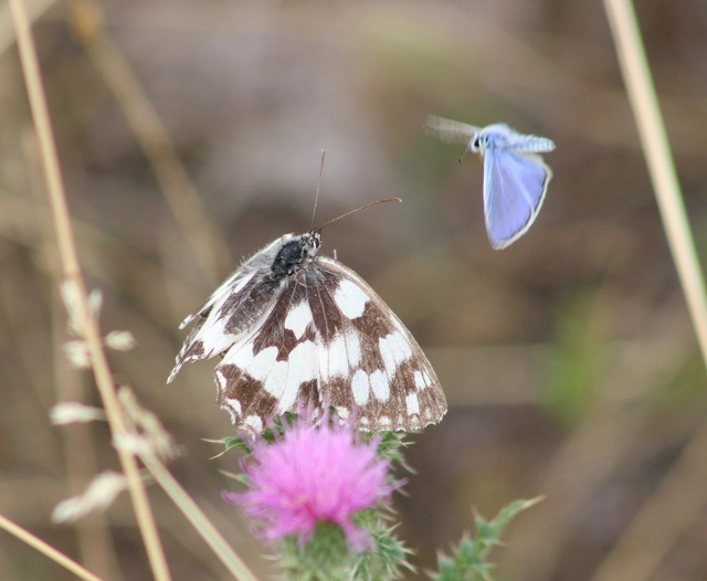 Melanargia galathea - sakktáblalepke