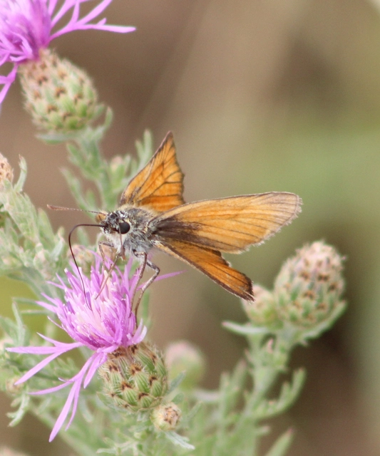 Thymelicus lineola - vonalas busalepke