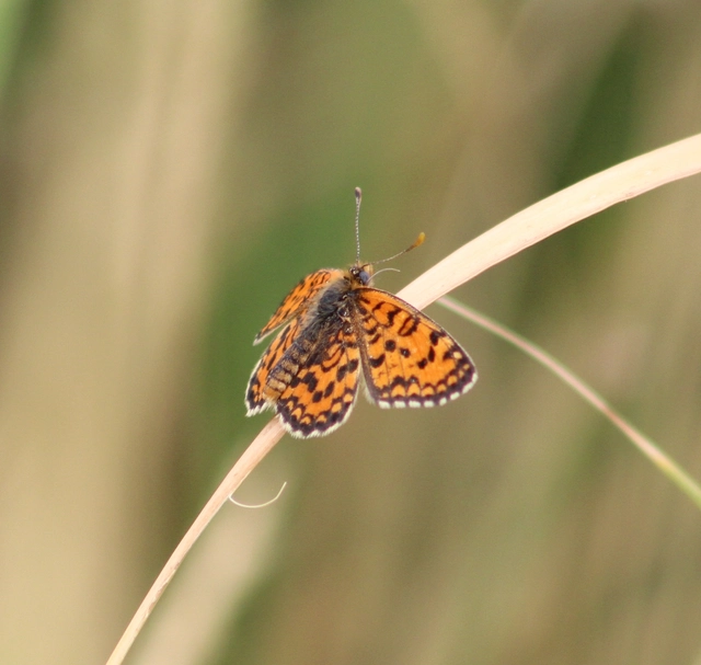 Melitaea trivia - kis tarkalepke