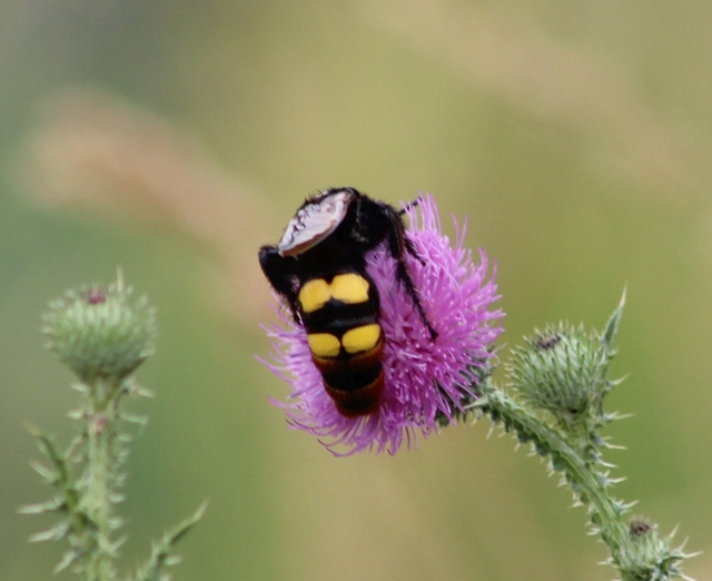 Megascolia maculata - óriás-tőrösdarázs