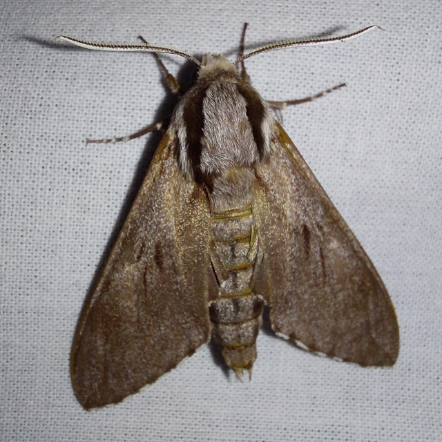 Hyloicus pinastri - fenyőszender