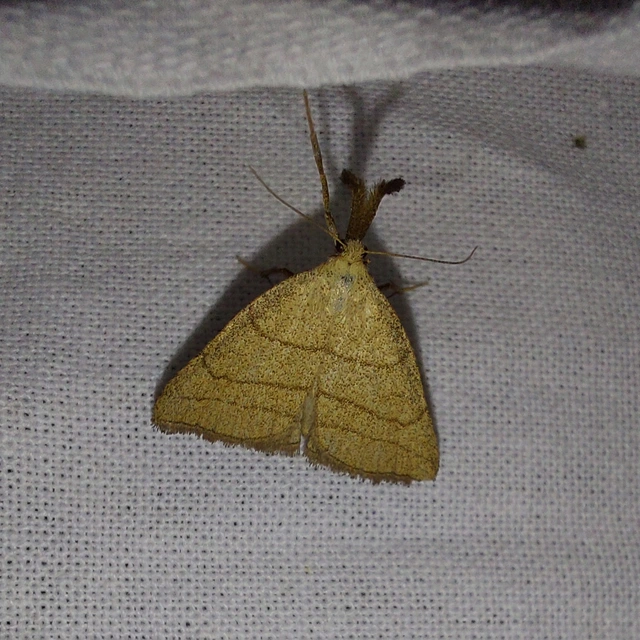 Polypogon tentacularia - sötétaljú karcsúbagoly
