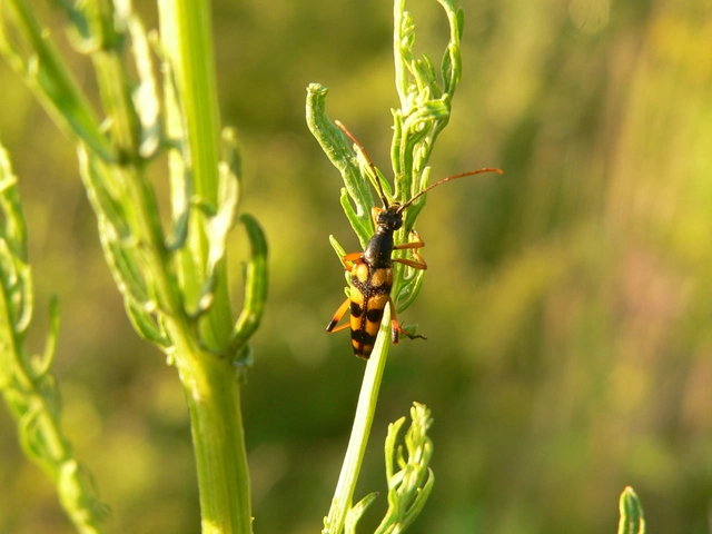 Strangalia attenuata - nyurgacincér