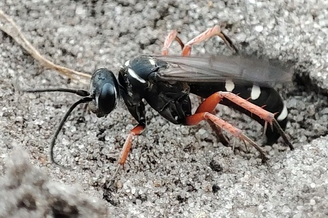 Episyron albonotatum Episyron albonotatum