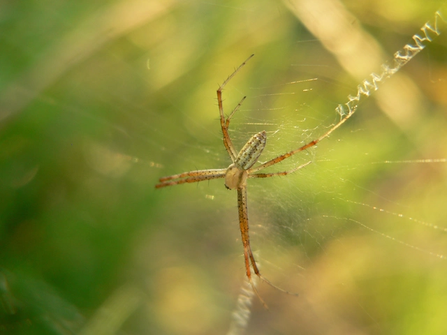 Argiope bruennichi - darázspók