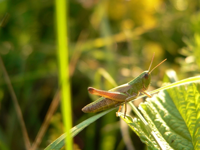 Pseudochorthippus parallelus - közönséges rétisáska