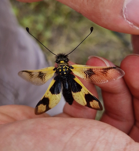 Libelloides macaronius - keleti rablópille