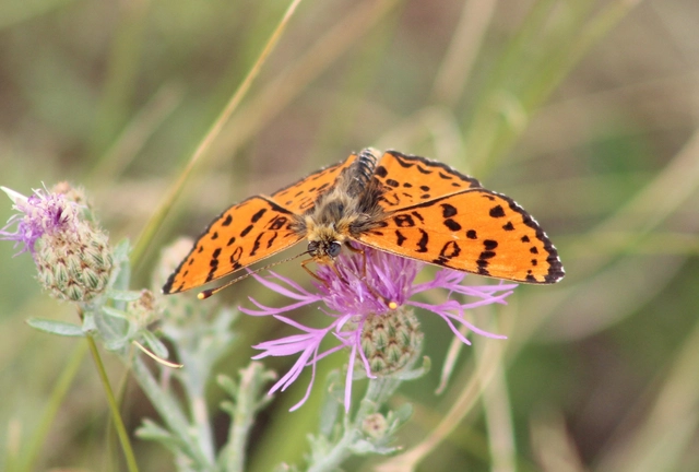 Melitaea didyma - tüzes tarkalepke
