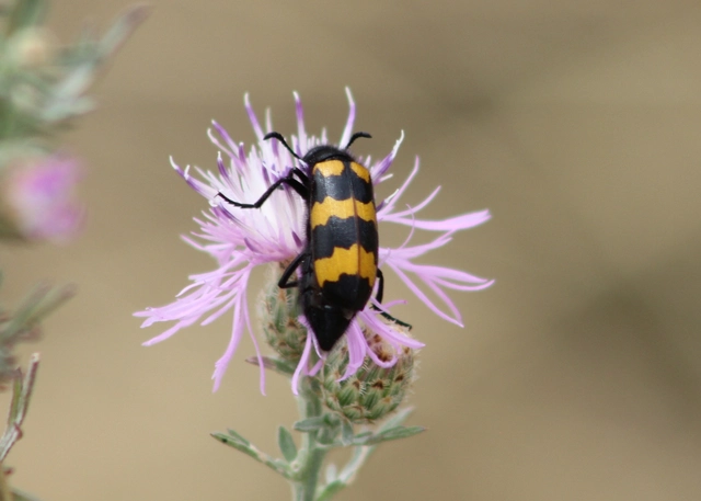 Mylabris variabilis - szalagos hólyaghúzó Mylabris variabilis - szalagos hólyaghúzó