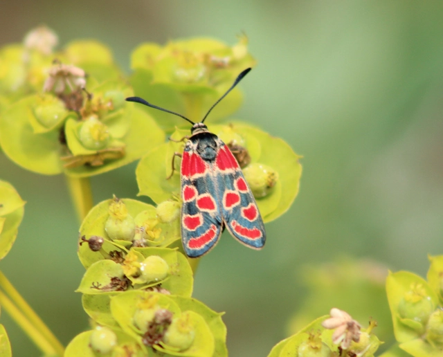 Zygaena carniolica - fehérgyűrűs csüngőlepke