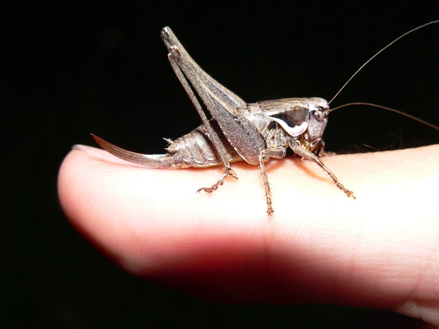 Pholidoptera fallax - galléros avarszöcske