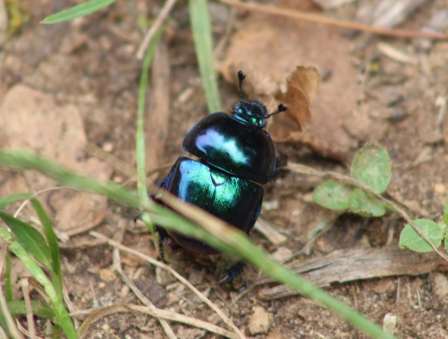 Trypocopris vernalis - tavaszi álganéjtúró