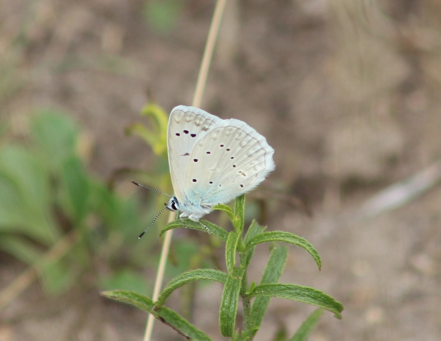 Polyommatus daphnis - csipkés boglárka