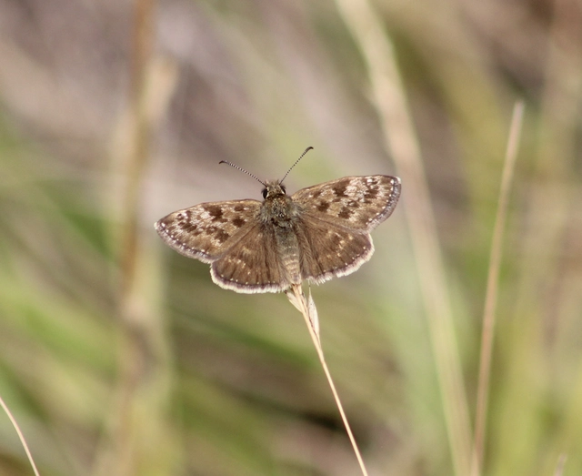 Erynnis tages - cigánylepke
