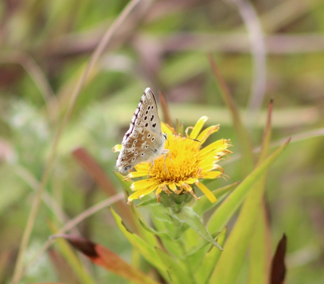 Polyommatus coridon - ezüstkék boglárka
