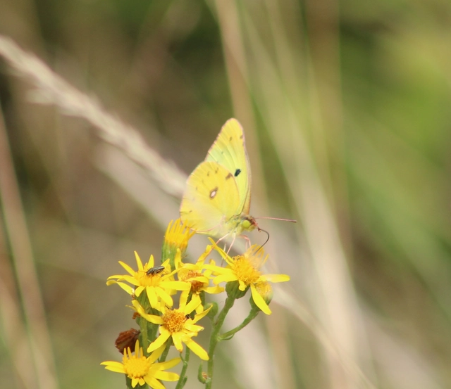 Colias hyale - kéneslepke