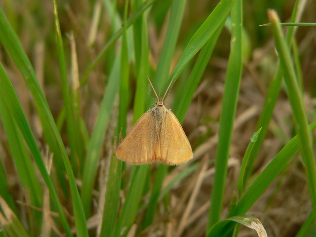 Lythria purpuraria - bíborsávos araszoló