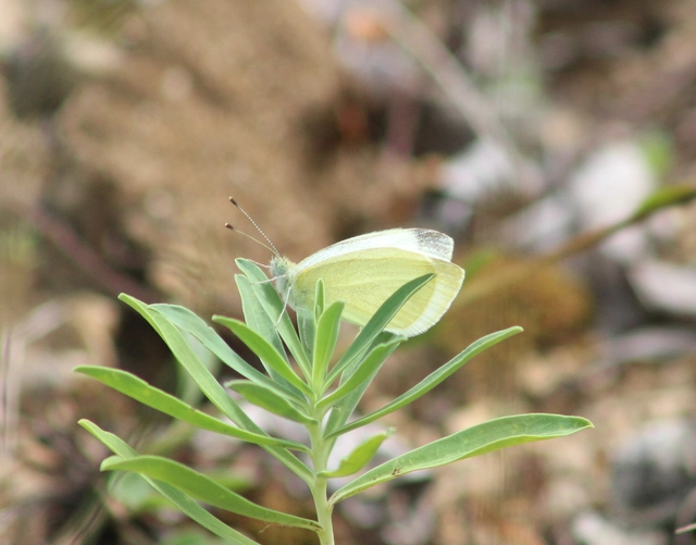 Pieris ergane - sziklai fehérlepke