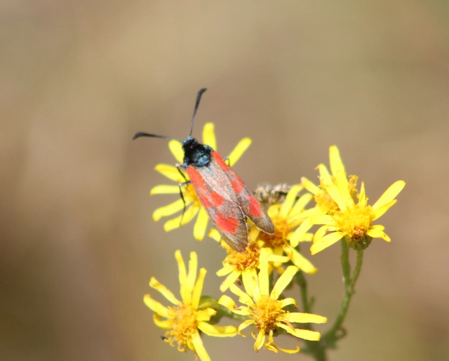 Zygaena loti - közönséges csüngőlepke