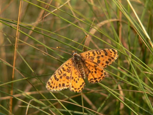 Melitaea didyma - tüzes tarkalepke