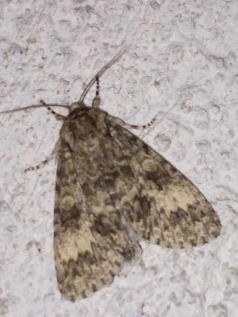 Acronicta megacephala - nagyfejű szigonyosbagoly