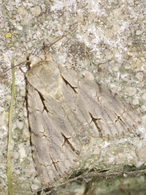 Acronicta cuspis/tridens/psi