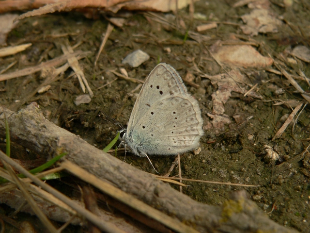 Polyommatus daphnis - csipkés boglárka
